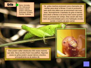 Grilo Reino: Animália  Filo: Arthropoda  Classe: Insecta  Ordem: Orthoptera  Subordem: Ensifera  Família: Gryllidae  Os  grilos machos produzem sons chamados de estrilar para atrair a fêmea. O som é produzido pelo atrito dos pêlos que se encontram nas suas asas. Normalmente o estrilado do grilo é intenso para atrair a fêmea e se torna mais suave quando inicia o processo de cortejo. Elas cavam até meio metro de profundidade para uma habitação circular aonde o macho vai para cantar.  Eles podem saltar obstáculos 500 vezes maiores que eles. Seus ouvidos ficam nos joelhos. Algumas vezes os grilos podem causar danos a tecidos, principalmente os de seda e lã.   