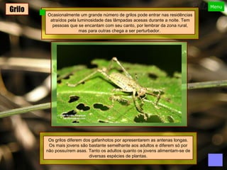 Grilo Ocasionalmente um grande número de grilos pode entrar nas residências atraídos pela luminosidade das lâmpadas acesas durante a noite. Tem pessoas que se encantam com seu canto, por lembrar da zona rural, mas para outras chega a ser perturbador.   Os grilos diferem dos gafanhotos por apresentarem as antenas longas. Os mais jovens são bastante semelhante aos adultos e diferem só por não possuírem asas. Tanto os adultos quanto os jovens alimentam-se de diversas espécies de plantas. 