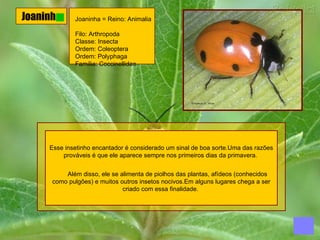 Joaninha Joaninha = Reino: Animalia  Filo: Arthropoda  Classe: Insecta  Ordem: Coleoptera  Ordem: Polyphaga  Família: Coccinellidae  Esse insetinho encantador é considerado um sinal de boa sorte.Uma das razões prováveis é que ele aparece sempre nos primeiros dias da primavera.          Além disso, ele se alimenta de piolhos das plantas, afídeos (conhecidos como pulgões) e muitos outros insetos nocivos.Em alguns lugares chega a ser criado com essa finalidade.  