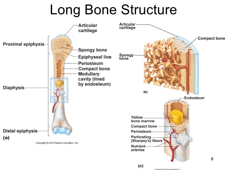 osseous tissue diagram 2401 lecture05 ch 6 bones and bone tissue for class and web osseous tissue diagram 2401 lecture05 ch 6 bones and bone tissue for class and web