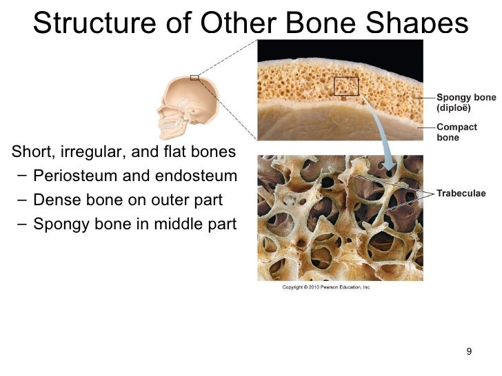 2401 lecture05 ch 6 bones and bone tissue for class and web