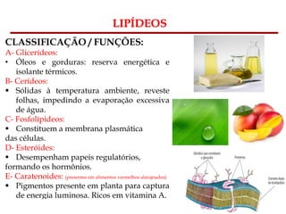 Bioquímica Celular – Prof. Júnior
LIPÍDEOS
CLASSIFICAÇÃO / FUNÇÕES:
A- Glicerídeos:
• Óleos e gorduras: reserva energética e
isolante térmicos.
B- Cerídeos:
 Sólidas à temperatura ambiente, reveste
folhas, impedindo a evaporação excessiva
de água.
C- Fosfolípideos:
 Constituem a membrana plasmática
das células.
D- Esteróides:
 Desempenham papeis regulatórios,
formando os hormônios.
E- Caratenoides: (presentes em alimentos vermelhos alarajnados)
 Pigmentos presente em planta para captura
de energia luminosa. Ricos em vitamina A.
 
