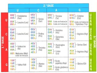 Bioquímica Celular – Prof. Júnior
 