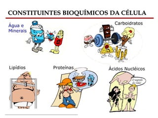 Bioquímica Celular – Prof. Júnior
CONSTITUINTES BIOQUÍMICOS DA CÉLULA
Água e
Minerais
Carboidratos
Proteínas
Lipídios Ácidos Nucléicos
O segredo
da vida!
 
