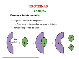 Bioquímica Celular – Prof. Júnior
PROTEÍNAS
ENZIMAS
 Mecanismo de ação enzimática
o Agem sobre substrato específico:
- Cada enzima é específica para seu substrato.
o Tem sítio específico de ação:
 