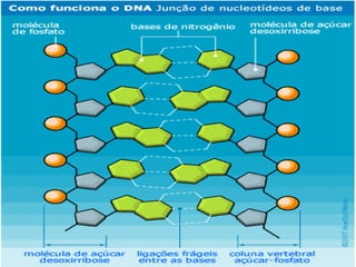 Bioquímica Celular – Prof. Júnior
CARBOIDRATOS
CLASSIFICAÇÃO:
A- Monossacarídeos (CnH2nOn)
Triose: C3H6O3
Tetrose: C4H8O4
Pentose: C5H10O5
Hexose: C6H12O6
Mais importantes
n = nº de carbonos que varia de 3 a 6.
Pentoses
 Ribose (C5H10O5)
o Presente no RNA e no ATP
 Desoxirribose (C5H10O4)
o Presente no DNA
Hexoses
 Glicose
o Fonte de energia para as
células
o Produto final da
fotossíntese
 Frutose
o Promove o sabor açucarado
das frutas
 Galactose
o Encontrada no leite
 