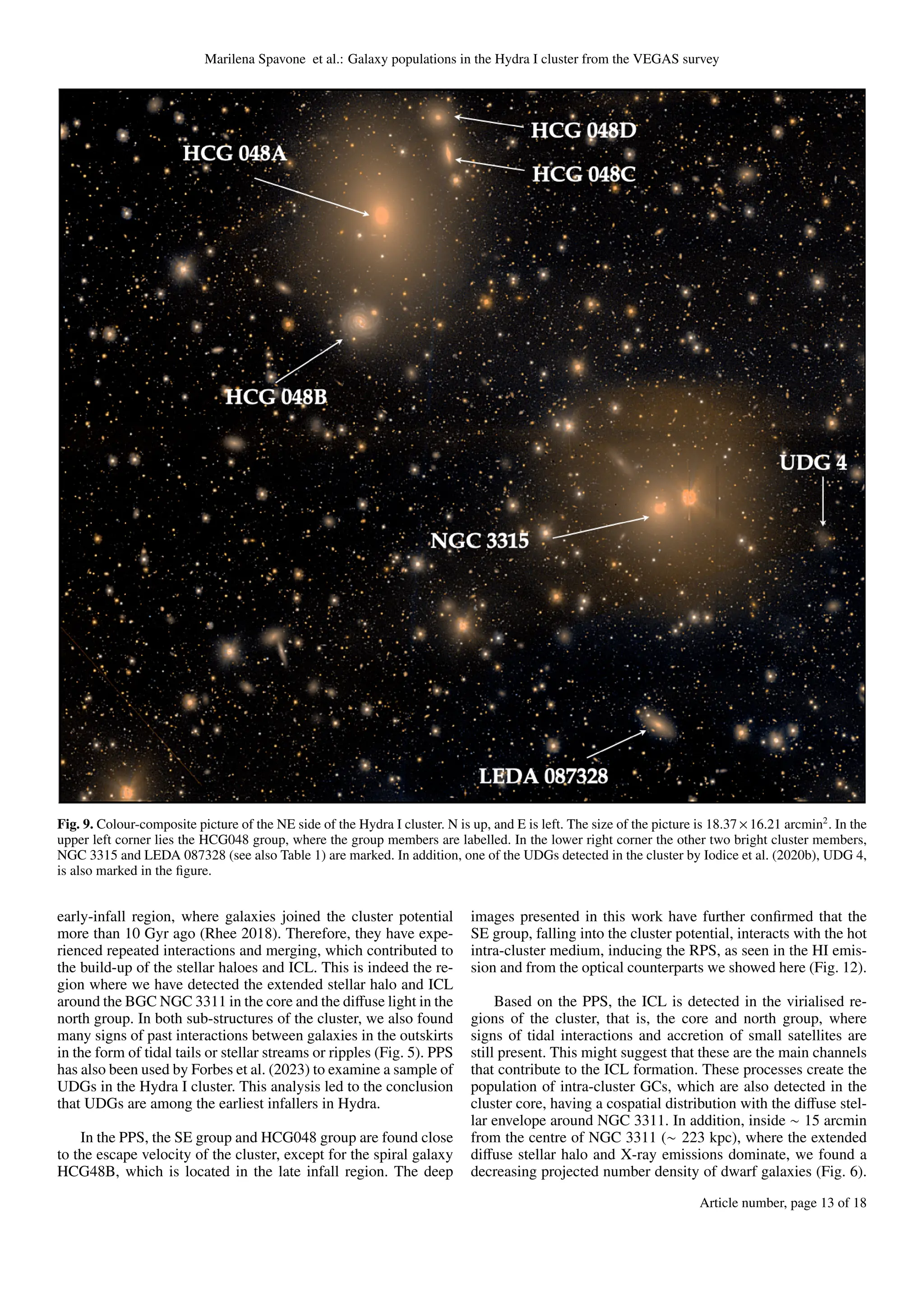 Marilena Spavone et al.: Galaxy populations in the Hydra I cluster from the VEGAS survey
Fig. 9. Colour-composite picture of the NE side of the Hydra I cluster. N is up, and E is left. The size of the picture is 18.37×16.21 arcmin2
. In the
upper left corner lies the HCG048 group, where the group members are labelled. In the lower right corner the other two bright cluster members,
NGC 3315 and LEDA 087328 (see also Table 1) are marked. In addition, one of the UDGs detected in the cluster by Iodice et al. (2020b), UDG 4,
is also marked in the figure.
early-infall region, where galaxies joined the cluster potential
more than 10 Gyr ago (Rhee 2018). Therefore, they have expe-
rienced repeated interactions and merging, which contributed to
the build-up of the stellar haloes and ICL. This is indeed the re-
gion where we have detected the extended stellar halo and ICL
around the BGC NGC 3311 in the core and the diffuse light in the
north group. In both sub-structures of the cluster, we also found
many signs of past interactions between galaxies in the outskirts
in the form of tidal tails or stellar streams or ripples (Fig. 5). PPS
has also been used by Forbes et al. (2023) to examine a sample of
UDGs in the Hydra I cluster. This analysis led to the conclusion
that UDGs are among the earliest infallers in Hydra.
In the PPS, the SE group and HCG048 group are found close
to the escape velocity of the cluster, except for the spiral galaxy
HCG48B, which is located in the late infall region. The deep
images presented in this work have further confirmed that the
SE group, falling into the cluster potential, interacts with the hot
intra-cluster medium, inducing the RPS, as seen in the HI emis-
sion and from the optical counterparts we showed here (Fig. 12).
Based on the PPS, the ICL is detected in the virialised re-
gions of the cluster, that is, the core and north group, where
signs of tidal interactions and accretion of small satellites are
still present. This might suggest that these are the main channels
that contribute to the ICL formation. These processes create the
population of intra-cluster GCs, which are also detected in the
cluster core, having a cospatial distribution with the diffuse stel-
lar envelope around NGC 3311. In addition, inside ∼ 15 arcmin
from the centre of NGC 3311 (∼ 223 kpc), where the extended
diffuse stellar halo and X-ray emissions dominate, we found a
decreasing projected number density of dwarf galaxies (Fig. 6).
Article number, page 13 of 18
 