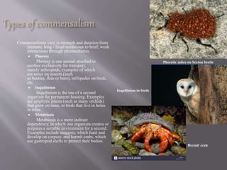 Commensalism Examples