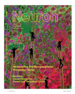Volume74Number2Pages000–000April26,2012
Volume 74
April 26, 2012
www.cellpress.com
Number 2
Remodeling the Neuroepithelial
Progenitor Niche
Reviews:
Visual Perception
Central and Peripheral Clocks
neuron74_2.c1.indd 1neuron74_2.c1.indd 1 4/10/2012 10:44:20 AM4/10/2012 10:44:20 AM
 