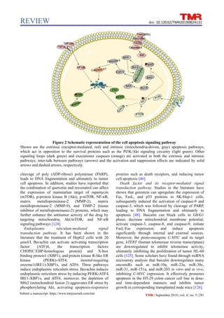 REVIEW
Submit a manuscript: https://www.tmrjournals.com/tmr TMR | September 2019 | vol. 4 | no. 5 |281
doi: 10.12032/TMR20190824131
Figure 2 Schematic representation of the cell apoptosis signaling pathway
Shown are the extrinsic (receptor-mediated, red) and intrinsic (mitochondria-driven, gray) apoptosis pathways,
which act in opposition to the survival proteins such as the PI3K/Akt signaling circuitry (light green). Other
signaling loops (dark green) and executioner caspases (orange) are activated in both the extrinsic and intrinsic
pathways; inter-talk between pathways (arrows) and the activation and suppression effects are indicated by solid
arrows and dashed arrows, respectively.
cleavage of poly (ADP-ribose) polymerase (PARP),
leads to DNA fragmentation and ultimately to tumor
cell apoptosis. In addition, studies have reported that
the combination of quercetin and resveratrol can affect
the expression of mammalian target of rapamycin
(mTOR), p-protein kinase B (Akt), p-mTOR, NF-κB,
matrix metalloproteinase-2 (MMP-2), matrix
metalloproteinase-2 (MMP-9), and TIMP-2 (tissue
inhibitor of metalloproteinases-2) proteins, which may
further enhance the antitumor activity of the drug by
targeting mitochondria, Akt/mTOR, and NF-κB
signaling pathways [124].
Endoplasmic reticulum-mediated signal
transduction pathway. It has been shown in the
literature that the treatment of HepG2 cells with 20
μmol/L Bavachin can activate activating transcription
factor (ATF)4, the transcription factors
CHOP(C/EBP-homologous protein) and X-box
binding protein1 (XBP1), and protein kinase R-like ER
kinase (PERK)-ATF4, inositol-requiring
enzyme1(IRE1)-XBP1s, and ATF6. Three pathways
induce endoplasmic reticulum stress. Bavachin induces
endoplasmic reticulum stress by inducing PERK-ATF4,
IRE1-XBP1s, and ATF6; moreover, the depletion of
Mfn2 (mitochondrial fusion 2) aggravates ER stress by
phosphorylating Akt, activating apoptosis-responsive
proteins such as death receptors, and inducing tumor
cell apoptosis [46].
Death factor and its receptor-mediated signal
transduction pathway. Studies in the literature have
shown that genistein can upregulate the expression of
Fas, FasL, and p53 proteins in SK-Hep-1 cells,
subsequently induced the activation of caspase-9 and
caspase-3, which was followed by cleavage of PARP,
leading to DNA fragmentation and ultimately to
apoptosis [48]. Baicalin can block cells in G0/G1
phase; decrease mitochondrial membrane potential;
activate caspase-3, caspase-8, and caspase-9; initiate
FasL/Fas expression; and induce apoptosis
significantly through internal and external sources.
Moreover, the proto-oncogene C-MYC and its target
gene, hTERT (human telomerase reverse transcriptase)
are downregulated to inhibit telomerase activity,
ultimately inhibiting the proliferation of tumor HL-60
cells [125]. Some scholars have found through miRNA
microarray analysis that baicalin downregulates many
oncomiRs such as miR-10a, miR-23a, miR-30c,
miR-31, miR-151a, and miR-205 in vitro and in vivo,
inhibiting C-MYC expression. It effectively promotes
apoptosis in the HT-29 colon cancer cell line in dose-
and time-dependent manners and inhibits tumor
growth in corresponding transplanted nude mice [126].
 