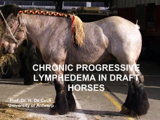 CHRONIC PROGRESSIVE LYMPHEDEMA IN DRAFT HORSES Prof. Dr. H. De Cock  University of Antwerp 