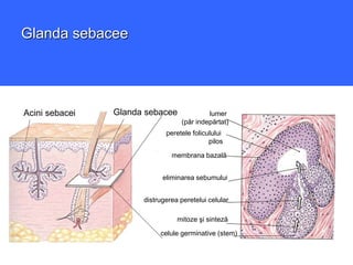 Veruci Sebacee sistemul-tegumentar-ppt | PPT