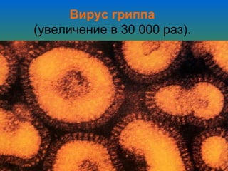 Вирус гриппа   (увеличение в 30 000 раз).  