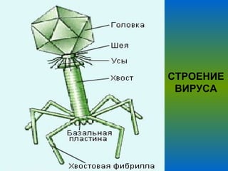 СТРОЕНИЕ ВИРУСА 