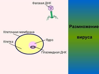 Размножение  вируса 