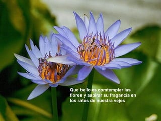 Que bello es comtemplar las flores y aspirar su fragancia en los ratos de nuestra vejes 