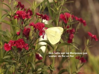 Que bella son las Mariposas que vuelan  de flor en flor  