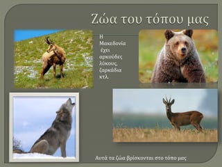 Αυτά τα ζώα βρίσκονται στο τόπο μας
Η
Μακεδονία
έχει
αρκούδες
λύκους,
ζαρκάδια
κτλ.
 