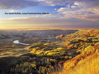 Dry Island Buffalo, Jump Provincial Park, Alberta
 