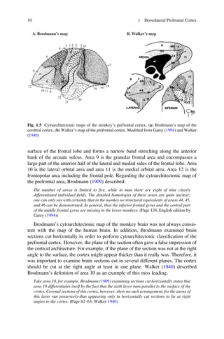 Dorsolateral Prefrontal Cortex Working Memory And Executive Functions ...