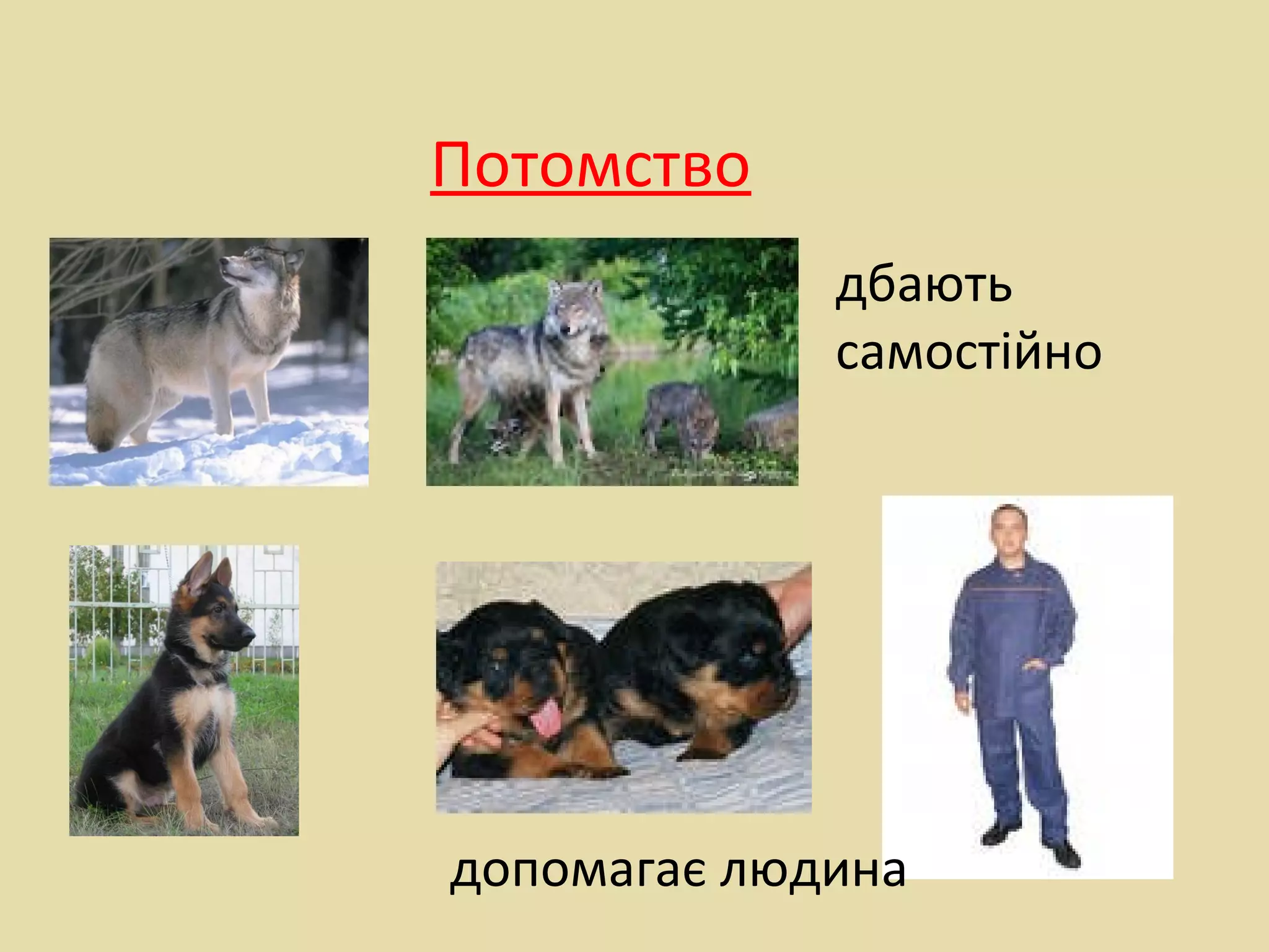 Потомство
дбають
самостійно
допомагає людина
 