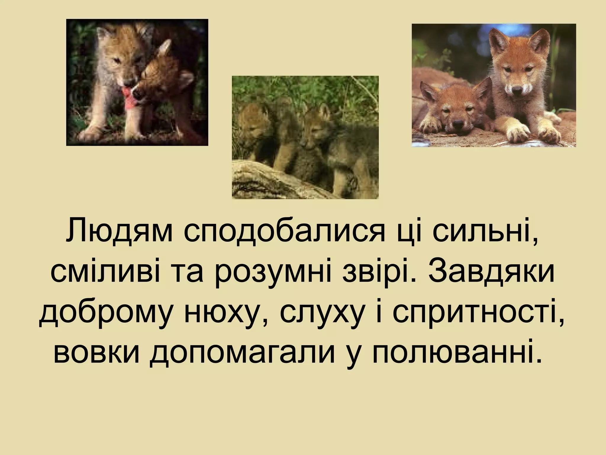Людям сподобалися ці сильні,
сміливі та розумні звірі. Завдяки
доброму нюху, слуху і спритності,
вовки допомагали у полюванні.
 
