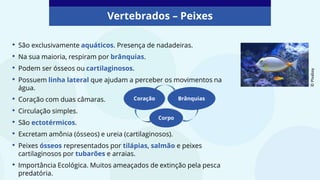 Vertebrados – Peixes
• São exclusivamente aquáticos. Presença de nadadeiras.
• Na sua maioria, respiram por brânquias.
• Podem ser ósseos ou cartilaginosos.
• Possuem linha lateral que ajudam a perceber os movimentos na
água.
• Coração com duas câmaras.
• Circulação simples.
• São ectotérmicos.
• Excretam amônia (ósseos) e ureia (cartilaginosos).
• Peixes ósseos representados por tilápias, salmão e peixes
cartilaginosos por tubarões e arraias.
• Importância Ecológica. Muitos ameaçados de extinção pela pesca
predatória.
Coração Brânquias
Corpo
©
PIxabay
 