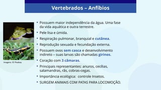 Vertebrados – Anfíbios
• Possuem maior independência da água. Uma fase
da vida aquática e outra terrestre.
• Pele lisa e úmida.
• Respiração pulmonar, branquial e cutânea.
• Reprodução sexuada e fecundação externa.
• Possuem ovos sem casca e desenvolvimento
indireto – suas larvas são chamadas girinos.
• Coração com 3 câmaras.
• Principais representantes: anuros, cecílias,
salamandras, rãs, cobras-cegas.
• Importância ecológica: controle Insetos.
• SURGEM ANIMAIS COM PATAS PARA LOCOMOÇÃO.
Imagens: © PIxabay
 