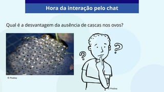Hora da interação pelo chat
Qual é a desvantagem da ausência de cascas nos ovos?
© PIxabay
© PIxabay
 