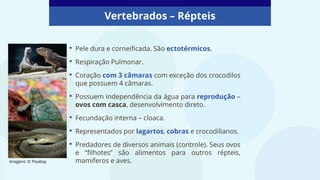 Vertebrados – Répteis
Imagens: © PIxabay
• Pele dura e corneificada. São ectotérmicos.
• Respiração Pulmonar.
• Coração com 3 câmaras com exceção dos crocodilos
que possuem 4 câmaras.
• Possuem independência da água para reprodução –
ovos com casca, desenvolvimento direto.
• Fecundação interna – cloaca.
• Representados por lagartos, cobras e crocodilianos.
• Predadores de diversos animais (controle). Seus ovos
e “filhotes” são alimentos para outros répteis,
mamíferos e aves.
 
