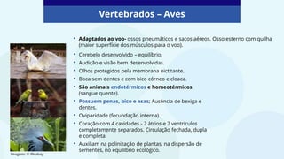 Vertebrados – Aves
Imagens: © PIxabay
• Adaptados ao voo- ossos pneumáticos e sacos aéreos. Osso esterno com quilha
(maior superfície dos músculos para o voo).
• Cerebelo desenvolvido – equilíbrio.
• Audição e visão bem desenvolvidas.
• Olhos protegidos pela membrana nictitante.
• Boca sem dentes e com bico córneo e cloaca.
• São animais endotérmicos e homeotérmicos
(sangue quente).
• Possuem penas, bico e asas; Ausência de bexiga e
dentes.
• Oviparidade (fecundação interna).
• Coração com 4 cavidades - 2 átrios e 2 ventrículos
completamente separados. Circulação fechada, dupla
e completa.
• Auxiliam na polinização de plantas, na dispersão de
sementes, no equilíbrio ecológico.
 