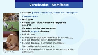 Vertebrados – Mamíferos
Imagens: © PIxabay
• Possuem glândulas mamárias, sebáceas e sudoríparas.
• Possuem pelos.
• Diafragma.
• Cérebro com sulcos. Aumento da superfície
cerebral.
• Curvatura aórtica para esquerda.
• Maioria vivípara; placenta.
• Endotérmicos.
• Os dentes da maioria dos mamíferos é característico,
pois são diferentes (heterodonteformes).
• Coração 4 câmaras e hemáceas anucleadas.
• Sistema Digestório completo- ânus
• Importância ecológica: todos os ecossistemas- cadeias
alimentares
 
