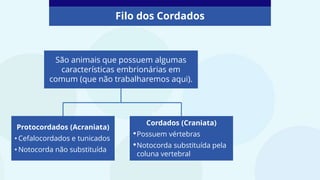 Filo dos Cordados
São animais que possuem algumas
características embrionárias em
comum (que não trabalharemos aqui).
Protocordados (Acraniata)
• Cefalocordados e tunicados
• Notocorda não substituída
Cordados (Craniata)
•Possuem vértebras
•Notocorda substituída pela
coluna vertebral
 