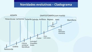 Novidades evolutivas – Cladograma
Peixe-bruxa Lampreia Salmão Anfíbios Répteis Aves Mamíferos
AGNATA GNATOSTOMATA (com maxila)
Notocorda
Crânio
Coluna
vertebral
Mandíbula
Tubarão
Pulmões*
Esqueleto
ósseo
Ovos
com casca
4 patas
Penas
Pelos
Glândulas
mamárias
 