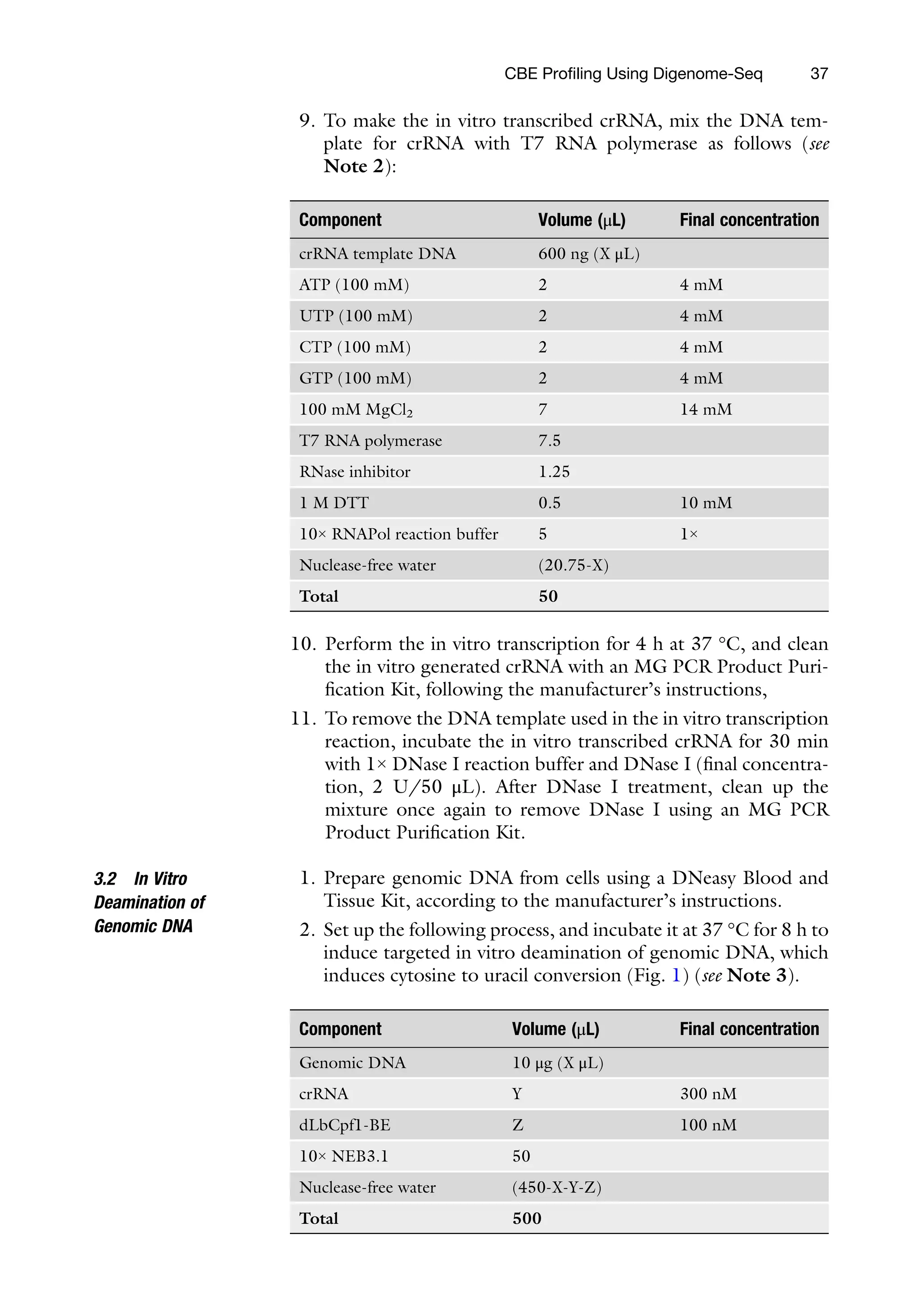 mM
CBE Profiling Using Digenome-Seq 37
9. To make the in vitro transcribed crRNA, mix the DNA tem-
plate for crRNA with T7 RNA polymerase as follows (see
Note 2):
mponent Volume (μL) Final concentration
NA template DNA 600 ng (X μL)
P (100 mM) 2 4 mM
P (100 mM) 2 4 mM
P (100 mM) 2 4 mM
P (100 mM) 2 4 mM
0 mM MgCl2 7 14
RNA polymerase 7.5
ase inhibitor 1.25
DTT 0.5 10 mM
× RNAPol reaction buffer 5 1×
clease-free water (20.75-X)
tal 50
Co
crR
AT
UT
CT
GT
10
T7
RN
1 M
10
Nu
To
10. Perform the in vitro transcription for 4 h at 37 °C, and clean
the in vitro generated crRNA with an MG PCR Product Puri-
fication Kit, following the manufacturer’s instructions,
11. To remove the DNA template used in the in vitro transcription
reaction, incubate the in vitro transcribed crRNA for 30 min
with 1× DNase I reaction buffer and DNase I (final concentra-
tion, 2 U/50 μL). After DNase I treatment, clean up the
mixture once again to remove DNase I using an MG PCR
Product Purification Kit.
3.2 In Vitro
Deamination of
Genomic DNA
1. Prepare genomic DNA from cells using a DNeasy Blood and
Tissue Kit, according to the manufacturer’s instructions.
2. Set up the following process, and incubate it at 37 °C for 8 h to
induce targeted in vitro deamination of genomic DNA, which
induces cytosine to uracil conversion (Fig. 1) (see Note 3).
mponent Volume (μL) Final concentration
nomic DNA 10 μg (X μL)
NA Y 300 nM
bCpf1-BE Z 100 nM
× NEB3.1 50
clease-free water (450-X-Y-Z)
tal 500
Co
Ge
crR
dL
10
Nu
To
 