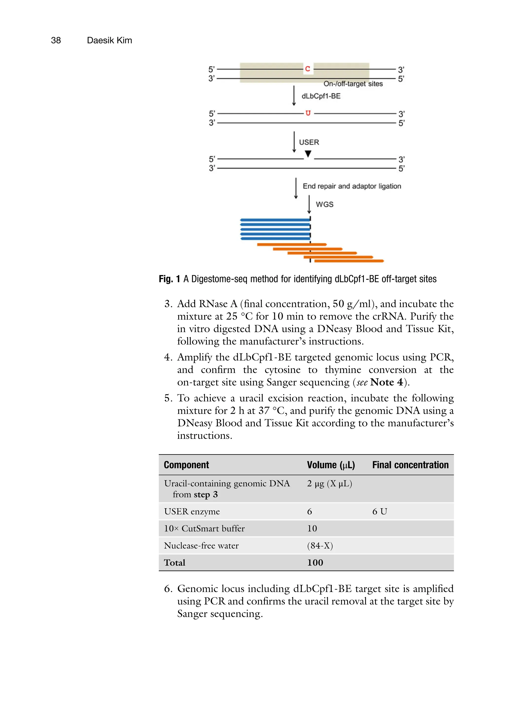38 Daesik Kim
Fig. 1 A Digestome-seq method for identifying dLbCpf1-BE off-target sites
3. Add RNase A (final concentration, 50 g/ml), and incubate the
mixture at 25 °C for 10 min to remove the crRNA. Purify the
in vitro digested DNA using a DNeasy Blood and Tissue Kit,
following the manufacturer’s instructions.
4. Amplify the dLbCpf1-BE targeted genomic locus using PCR,
and confirm the cytosine to thymine conversion at the
on-target site using Sanger sequencing (see Note 4).
5. To achieve a uracil excision reaction, incubate the following
mixture for 2 h at 37 °C, and purify the genomic DNA using a
DNeasy Blood and Tissue Kit according to the manufacturer’s
instructions.
mponent Volume (μL) Final concentration
acil-containing genomic DNA
rom step 3
2 μg (X μL)
ER enzyme 6 6 U
× CutSmart buffer 10
clease-free water (84-X)
tal 100
Co
Ur
f
US
10
Nu
To
6. Genomic locus including dLbCpf1-BE target site is amplified
using PCR and confirms the uracil removal at the target site by
Sanger sequencing.
 