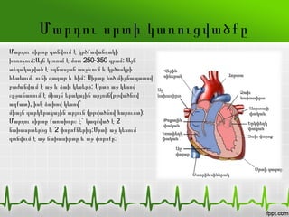 Մարդու սրտի կառուցվածքը
Մարդու սիրտը գտնվում է կրծքավանդակի
խոռոչում:Այն կշռում է մոտ 250-350 գրամ: Այն
տեղակայված է ողնասյան առջևում և կրծոսկրի
հետևում, ունի գագաթ և հիմ: Սիրտը հոծ միջնապատով
բաժանվում է աջ և ձախ կեսերի: Սրտի աջ կեսով
շրջանառում է միայն երակային արյուն(թթվածնով
աղքատ), իսկ ձախով կեսով`
միայն զարկերակային արյուն (թթվածնով հարուստ):
Մարդու սիրտը քառախորշ է` կազմված է 2
նախասրտերից և 2 փորոքներից:Սրտի աջ կեսում
գտնվում է աջ նախասիրտը և աջ փորոքը:
 