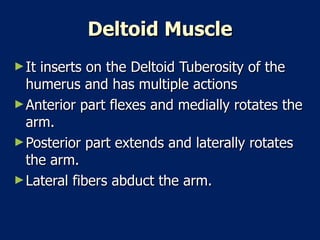 Deltoid Muscle It inserts on the Deltoid Tuberosity of the humerus and has multiple actions  Anterior part flexes and medially rotates the arm.  Posterior part extends and laterally rotates the arm.  Lateral fibers abduct the arm.  