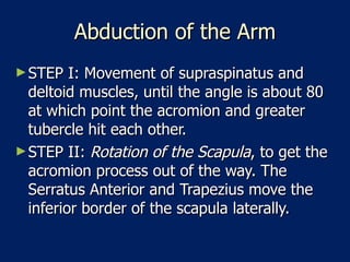 Abduction of the Arm STEP I: Movement of supraspinatus and deltoid muscles, until the angle is about 80 at which point the acromion and greater tubercle hit each other.  STEP II:  Rotation of the Scapula , to get the acromion process out of the way. The Serratus Anterior and Trapezius move the inferior border of the scapula laterally.  