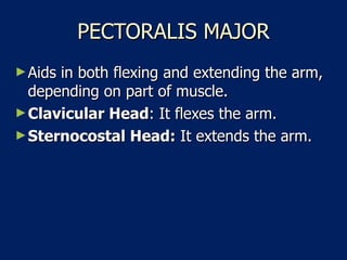 PECTORALIS MAJOR Aids in both flexing and extending the arm, depending on part of muscle.  Clavicular Head : It flexes the arm.  Sternocostal Head:  It extends the arm.  