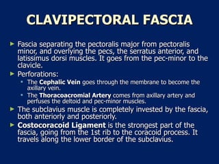 CLAVIPECTORAL FASCIA Fascia separating the pectoralis major from pectoralis minor, and overlying the pecs, the serratus anterior, and latissimus dorsi muscles. It goes from the pec-minor to the clavicle.  Perforations:  The  Cephalic Vein  goes through the membrane to become the axillary vein.  The  Thoracoacromial Artery  comes from axillary artery and perfuses the deltoid and pec-minor muscles.  The subclavius muscle is completely invested by the fascia, both anteriorly and posteriorly.  Costocoracoid Ligament  is the strongest part of the fascia, going from the 1st rib to the coracoid process. It travels along the lower border of the subclavius.  