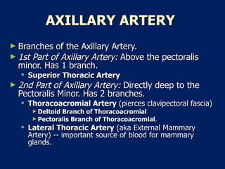 AXILLARY ARTERY   Branches of the Axillary Artery.  1st Part of Axillary Artery:  Above the pectoralis minor. Has 1 branch.  Superior Thoracic Artery   2nd Part of Axillary Artery:  Directly deep to the Pectoralis Minor. Has 2 branches.  Thoracoacromial Artery  (pierces clavipectoral fascia)  Deltoid Branch of Thoracoacromial   Pectoralis Branch of Thoracoacromial .  Lateral Thoracic Artery  (aka External Mammary Artery) -- important source of blood for mammary glands.  