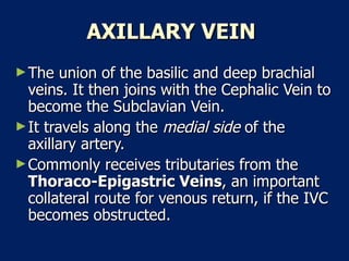 AXILLARY VEIN   The union of the basilic and deep brachial veins. It then joins with the Cephalic Vein to become the Subclavian Vein.  It travels along the  medial side  of the axillary artery.  Commonly receives tributaries from the  Thoraco-Epigastric Veins , an important collateral route for venous return, if the IVC becomes obstructed.  