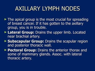 AXILLARY LYMPH NODES The apical group is the most crucial for spreading of breast cancer. If it has gotten to the axillary group, you is in trouble.  Lateral Group:  Drains the upper limb. Located near brachial artery.  Subscapular Group:  Drains the scapular region and posterior thoracic wall.  Pectoral Group:  Drains the anterior thorax and some of mammary glands. Assoc. with lateral thoracic artery.  