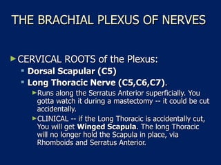THE BRACHIAL PLEXUS OF NERVES  CERVICAL ROOTS of the Plexus:  Dorsal Scapular (C5)   Long Thoracic Nerve (C5,C6,C7) .  Runs along the Serratus Anterior superficially. You gotta watch it during a mastectomy -- it could be cut accidentally.  CLINICAL -- if the Long Thoracic is accidentally cut, You will get  Winged Scapula . The long Thoracic will no longer hold the Scapula in place, via Rhomboids and Serratus Anterior.  