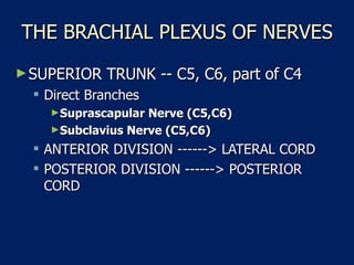 THE BRACHIAL PLEXUS OF NERVES SUPERIOR TRUNK -- C5, C6, part of C4  Direct Branches  Suprascapular Nerve (C5,C6)   Subclavius Nerve (C5,C6)   ANTERIOR DIVISION ------> LATERAL CORD  POSTERIOR DIVISION ------> POSTERIOR CORD  
