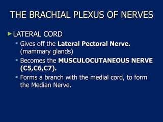 THE BRACHIAL PLEXUS OF NERVES LATERAL CORD  Gives off the  Lateral Pectoral Nerve.  (mammary glands)  Becomes the  MUSCULOCUTANEOUS NERVE (C5,C6,C7).   Forms a branch with the medial cord, to form the Median Nerve.  