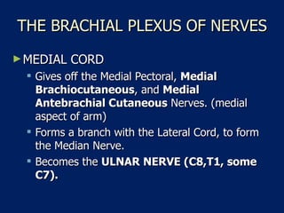 THE BRACHIAL PLEXUS OF NERVES MEDIAL CORD  Gives off the Medial Pectoral,  Medial Brachiocutaneous , and  Medial Antebrachial Cutaneous  Nerves. (medial aspect of arm)  Forms a branch with the Lateral Cord, to form the Median Nerve.  Becomes the  ULNAR NERVE (C8,T1, some C7).   