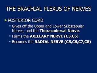 THE BRACHIAL PLEXUS OF NERVES POSTERIOR CORD  Gives off the Upper and Lower Subscapular Nerves, and the  Thoracodorsal Nerve .  Forms the  AXILLARY NERVE (C5,C6) .  Becomes the  RADIAL NERVE (C5,C6,C7,C8)   