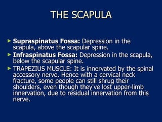 THE SCAPULA Supraspinatus Fossa:  Depression in the scapula, above the scapular spine.  Infraspinatus Fossa:  Depression in the scapula, below the scapular spine.  TRAPEZIUS MUSCLE: It is innervated by the spinal accessory nerve. Hence with a cervical neck fracture, some people can still shrug their shoulders, even though they've lost upper-limb innervation, due to residual innervation from this nerve.  
